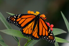 High Angle View Of A Monarch Butterfly Pollinating A Flower (Danaus Plexippus)
