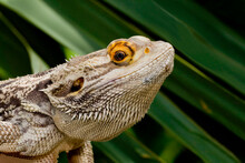 Close-up Of A Bearded Dragon Lizard (Pogona Vitticeps)