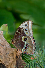 Close-up Of A Blue Morpho Butterfly (Morpho Peleides Limpida)