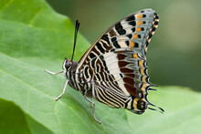 Close-up Of A Giant Charaxes (Charaxes Castor) On A Leaf
