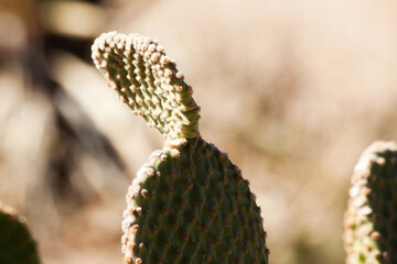 Wall Mural - Spinless Prickly Pear Cactus