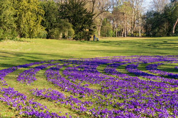 Wall Mural - Krokusse im Südpark, Köln