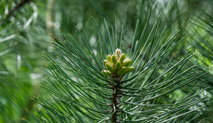 Wall Mural - Young shoots with male cones of Austrian pine or black pine (Pinus 'Nigra') in spring garden. Landscape for any wallpaper.