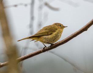 Wall Mural - common chiffchaff (Phylloscopus collybita) bird on branch