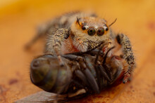 Jumping Spider Is Eating Flies.
Photo Macro Jumping Spider Eating Flies
On A Yellow Background