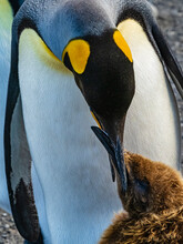 Feeding Time, King Penguins (Aptenodytes Patagonicus) At Gold Harbor, South Georgia