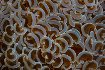 The oddly-shaped tentacles of a beautiful coral colony, Euphyllia ancora, grow on a coral reef in Indonesia.