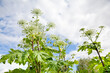 Giant hogweed in sunlight in summer. A large hogweed plant with a white inflorescence.