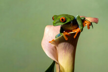 Red-eyed Green Tree Frog Sitting In A Cali Lily	
