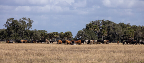 Cattle on central Florida farm