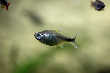 Wall Mural - Portrait, Nahaufnahme eines Kupfer Salmler, Barbe oder Bärblings im Aquarium.