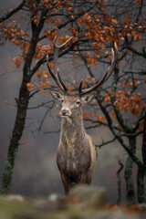 Wall Mural - red deer in the wood. deer during winter. nature in rhodope mountains. european wildlife.