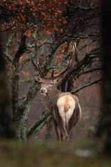 Wall Mural - red deer in the wood. deer during winter. nature in rhodope mountains. european wildlife.