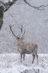 Wall Mural - red deer in the wood. deer during winter. nature in rhodope mountains. european wildlife.