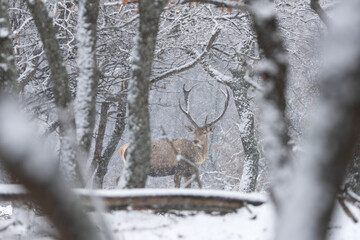 Sticker - Red deer in the wood. Deer during winter. Nature in Rhodope mountains. European wildlife. 