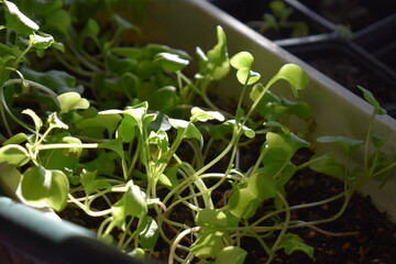 Wall Mural - Seedlings