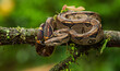 Boa, snake, reptile, Central America
