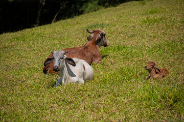 Touros e vacas diversas descansando no pasto ao ar livre em fazenda no interior de São Paulo, Brasil. 