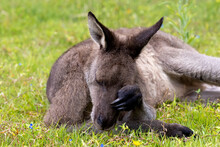 Eastern Grey Kangaroo Scratching Nose