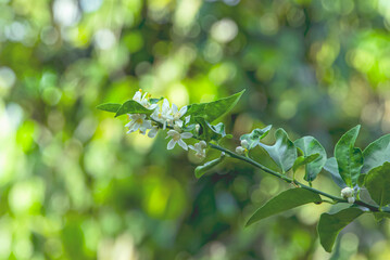 Poster - blooming lemon blossoms