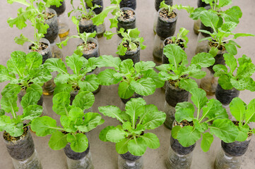 Fresh vegetable in recycle plastic water bottle