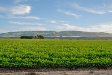 Agricultural Field At Sunset. Celery Growing In A Field, Santa Barbara County, CA