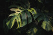 Green leaves in dark tones on a black background.Tropical green leaves Ideas for websites, banner and wallpaper.