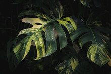 Monstera Variegated , Green Foliage In Dark Tones, Background Or Tropical Pine Forest Pattern With Green Foliage.