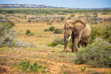 Fototapeta Do akwarium - Lonely Elephant walking in african Savannah