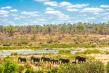 Fototapeta Do akwarium - Group of Elephants in african Kruger National Park