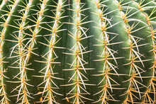 Close Up Of Globe Shape Of Ferocactus (barrel Shaped Cactus) With Long Multiple Sharpy Spines, Green Background Texture Of Cactus With Golden Thorns