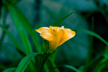 Yellow Stella De Oro Daylily Flower