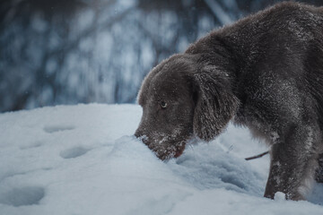 dark winter forest hunting dog weimaraner sniffing nosework