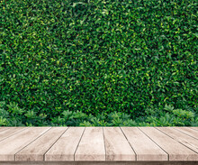 Old Wood Plank With Abstract Natural Green Leaves Background For Product Display 
