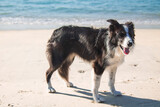 Fototapeta Dmuchawce -  border collie dog portrait on the beach