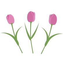 Vector Set Isolated Pink Tulips. Tulips In A Flat Style. Vector Elements Isolated On White Background.