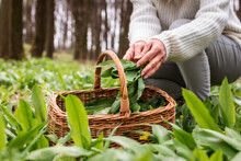 Woman Picking Wild Garlic (allium Ursinum) In Forest. Harvesting Ramson Leaves Herb Into Wicker Basket. Herbal Harvest
