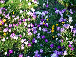 Poster - Spring Crocus 