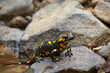 Fire salamander closeup. A rare amphibian came out of the water onto a rock.