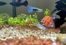 Aquarium With Fish And A Spongebob Pineapple House