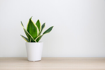 Small Dracaena trifasciata snake plant (Sansevieria) on a wooden table against a white wall