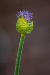 Wall Mural - Allium