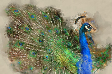 Wall Mural - watercolor style and abstract image of beautiful male peacock opening his tail