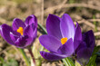 Close-up of purple flowering crocuses in front of a green lawn 