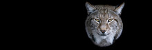 Template Of A Lynx With A Black Background