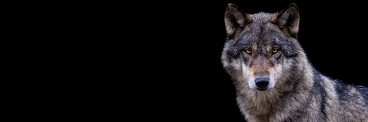 Wall Mural - Template of a grey wolf with a black background