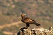 A wild golden eagle up-standing in a rock in the south of Spain.