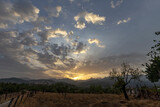 Fototapeta Na ścianę - Sunset on an olive field on the island of Mallorca, Spain