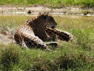 garden route game reserve