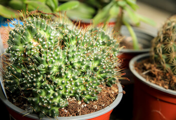 Wall Mural - Mammillaria Painteri cactus in the garden